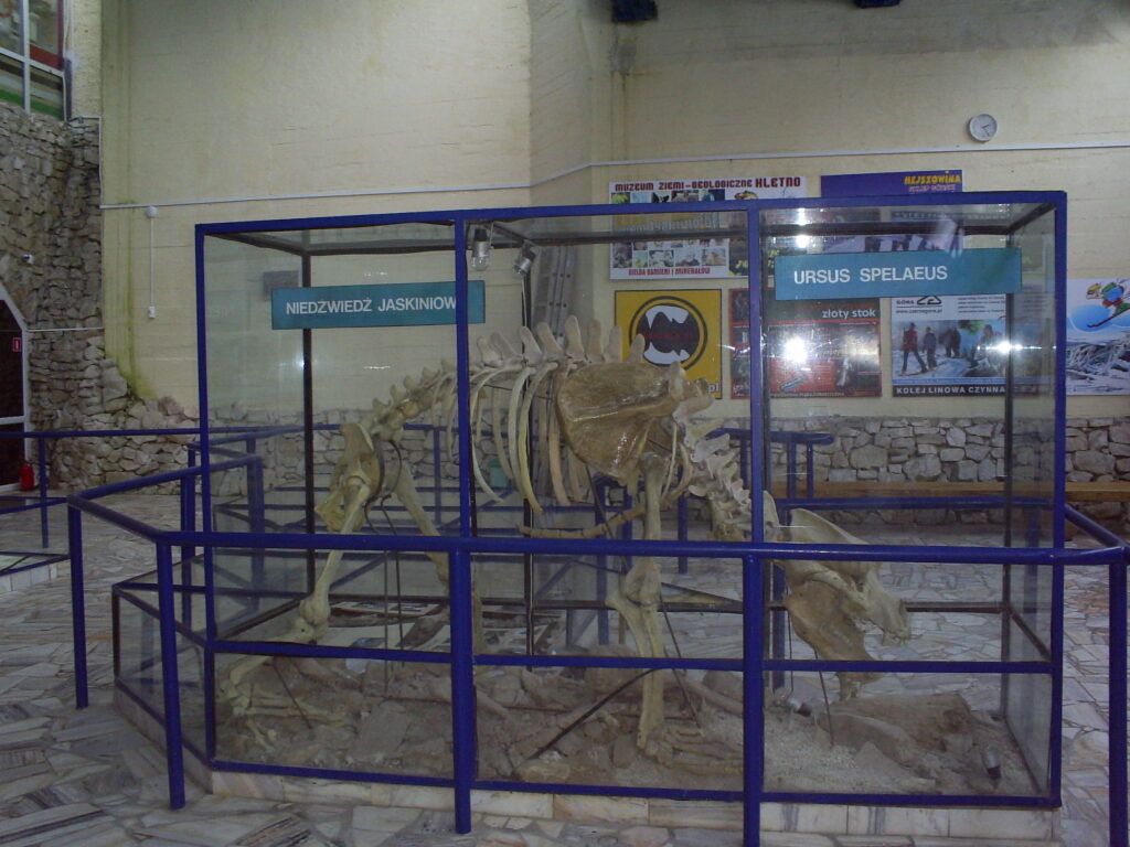 Jaskinia Niedźwiedzia gdzie jest